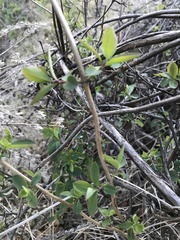 Lonicera interrupta