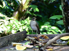 Turdus amaurochalinus