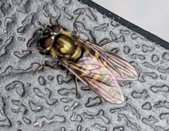 Parasyrphus punctulatus