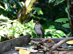 Turdus amaurochalinus