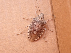 Rhaphigaster nebulosa