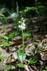 Pyrola media