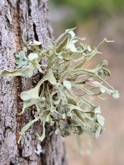 Ramalina culbersoniorum