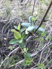 Lonicera interrupta