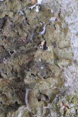 Melanohalea elegantula