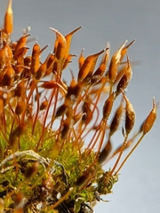 Tortula lindbergii