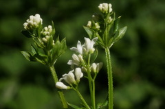 Galium pseudorivale