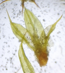 Tortula lindbergii