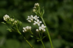 Galium pseudorivale
