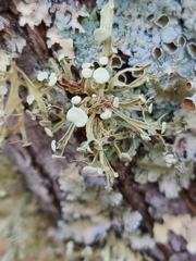 Ramalina culbersoniorum