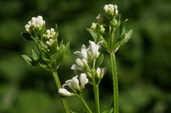 Galium pseudorivale