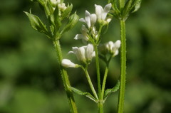 Galium pseudorivale