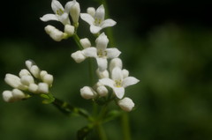 Galium pseudorivale