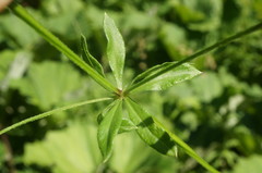 Galium pseudorivale
