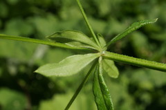 Galium pseudorivale