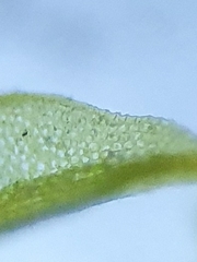 Tortula lindbergii