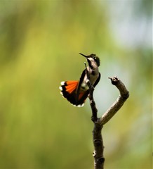 Anthracothorax viridigula