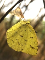 Eurema mandarina