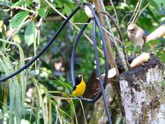 Euphonia violacea