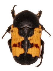Gametoides subfasciata