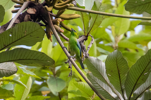 Dotted Tanager