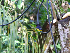 Euphonia violacea