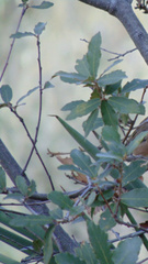 Quercus emoryi
