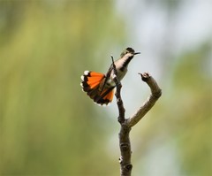 Anthracothorax viridigula