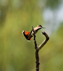 Anthracothorax viridigula