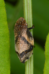 Lepyronia