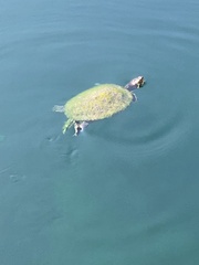 Trachemys scripta image