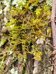 Forsstroemia trichomitria