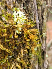 Forsstroemia trichomitria