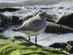 Pluvialis squatarola