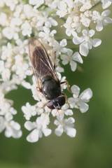 Cheilosia soror