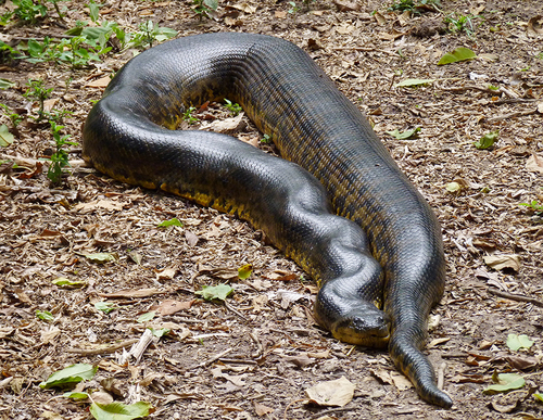 Yellow Anaconda observed near Ituzaingó, AR-CN, AR, (c) Michelle Delaloye, some rights reserved (CC BY-NC)