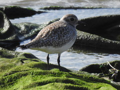 Pluvialis squatarola