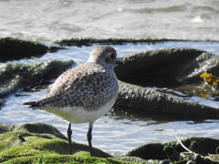 Pluvialis squatarola