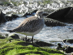 Pluvialis squatarola