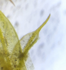 Tortula lindbergii