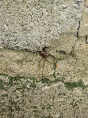 Platybunus pinetorum