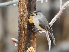 Baeolophus bicolor × atricristatus