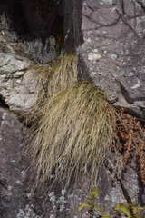 Festuca scabriculmis