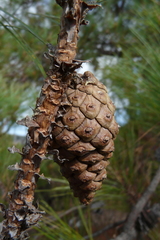 Pinus teocote