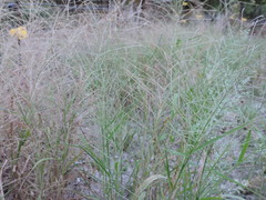 Leptochloa mucronata