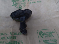 Tylopilus griseocarneus