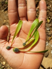 Gyrocarpus americanus