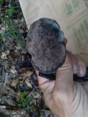 Tylopilus griseocarneus