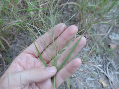 Leptochloa mucronata