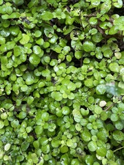 Pilea nummulariifolia